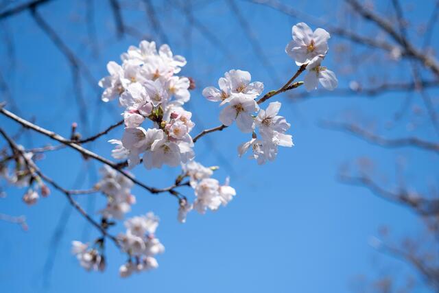 2026年3月24日の掃部山公園の桜