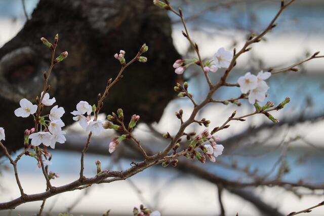 2026年3月27日のさくら通りの桜