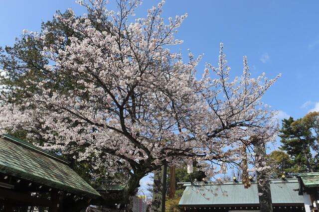 2026年3月27日の伊勢山皇大神宮の桜