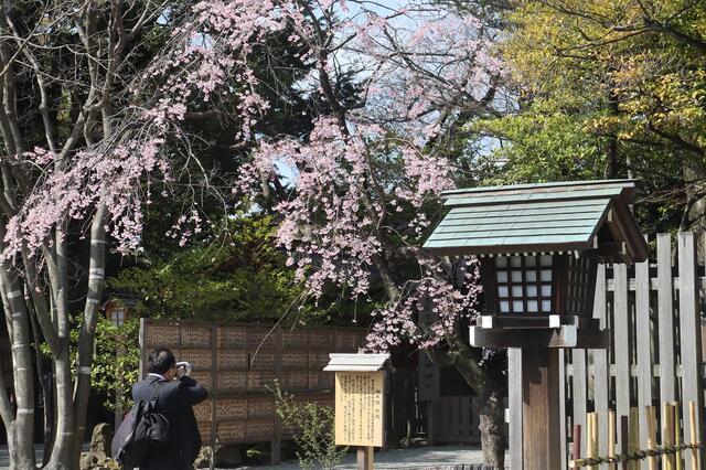 2026年3月27日の伊勢山皇大神宮の桜