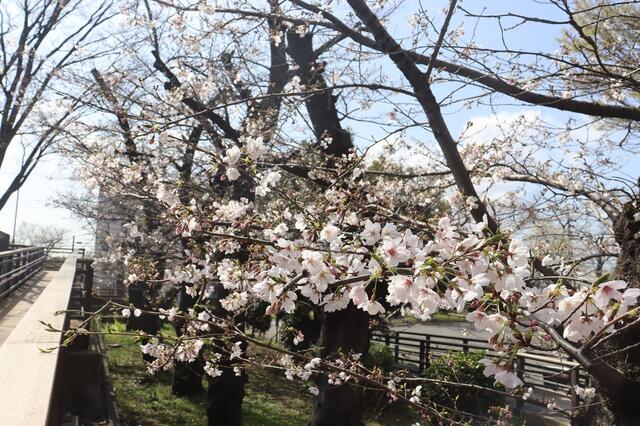 2026年3月27日の野毛山公園の桜