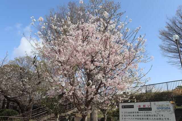 2026年3月27日の野毛山公園
