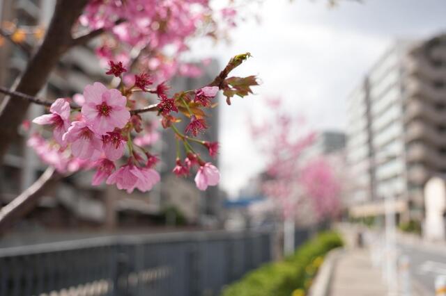 2026年3月27日の石崎川プロムナードの桜
