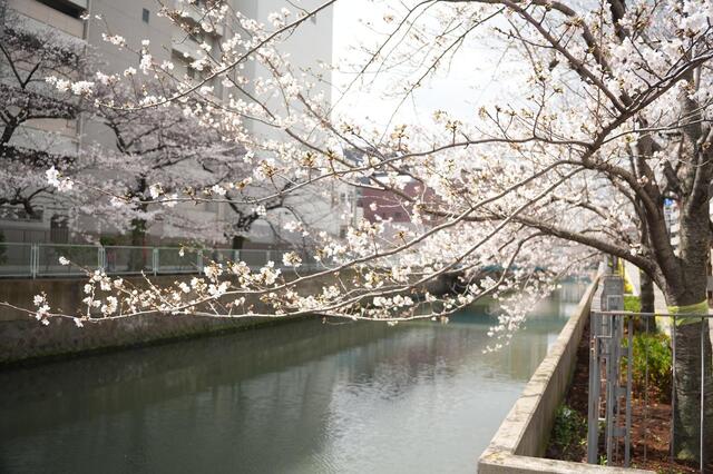 2026年3月27日の石崎川プロムナードの桜