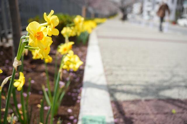 2026年3月27日の石崎川プロムナードのすいせん