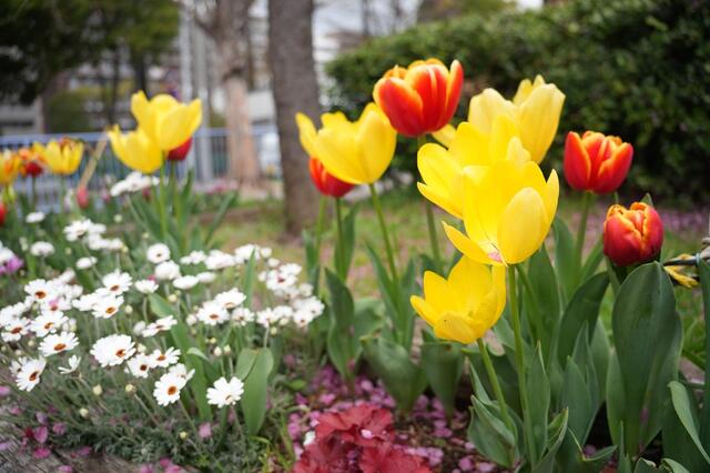 2026年3月27日の戸部公園のチューリップ