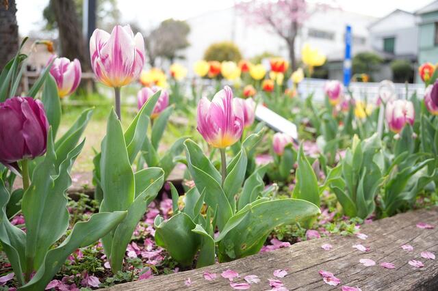 2026年3月27日の戸部公園のチューリップ