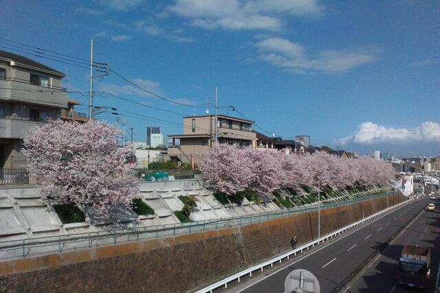2026年3月27日の霞橋の桜