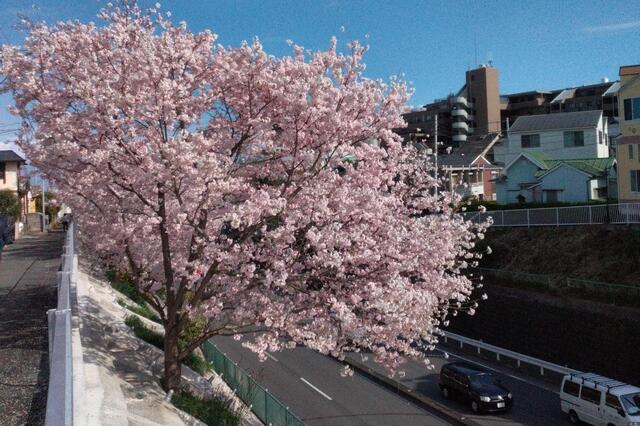 2026年3月27日の霞橋の桜