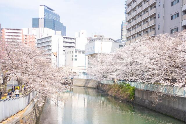 2026年3月30日の石崎川プロムナードの桜