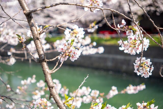 2026年3月30日の石崎川プロムナードの桜