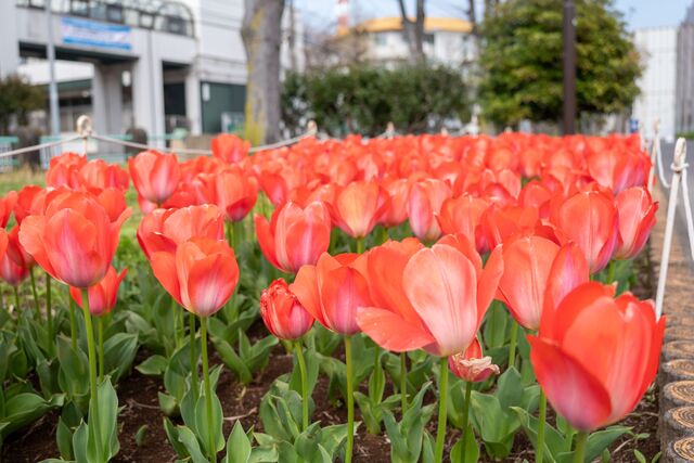 2026年3月30日の岡野公園のチューリップ