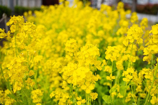 2026年3月30日の岡野公園の菜の花