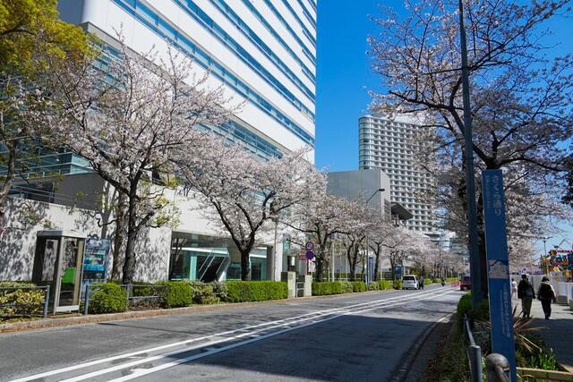 2026年4月3日のさくら通りの桜