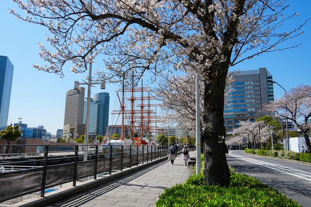 2026年4月3日のさくら通りの桜