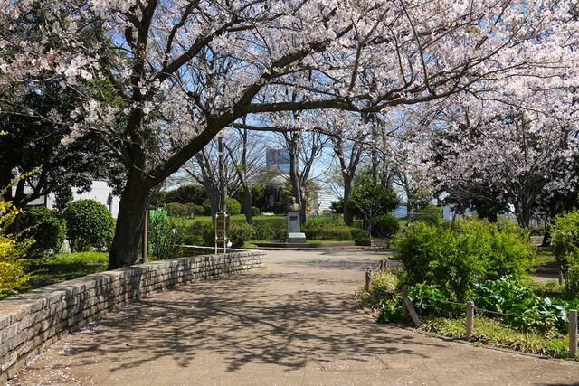 2026年4月3日の野毛山公園の桜