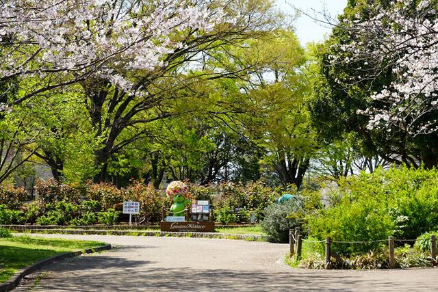 2026年4月3日の野毛山公園の桜