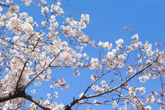 2026年4月3日の区庁舎前の桜