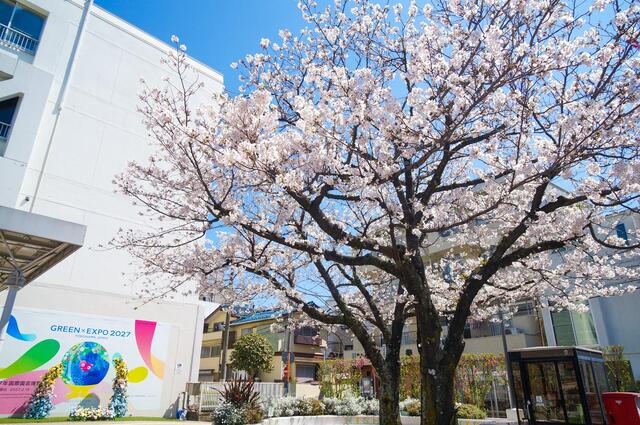 2026年4月3日の区庁舎前の桜