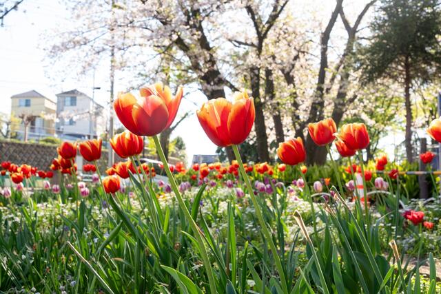 2026年4月8日の境之谷公園のチューリップ