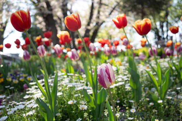 2026年4月8日の境之谷公園のチューリップ