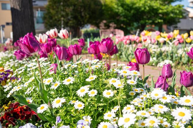 2026年4月8日の大谷公園のチューリップ