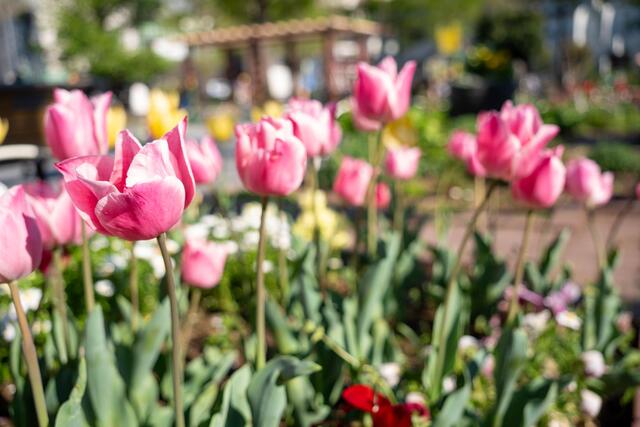 2026年4月8日の大谷公園のチューリップ