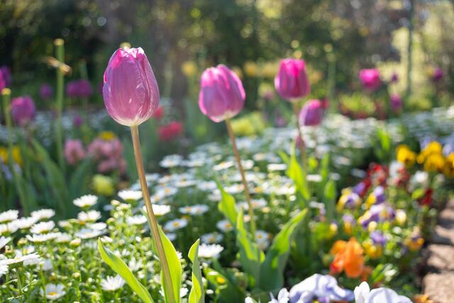 2026年4月8日の北軽井沢第二公園のチューリップ