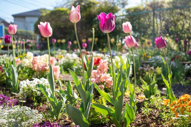 2026年4月8日の北軽井沢第二公園のチューリップ