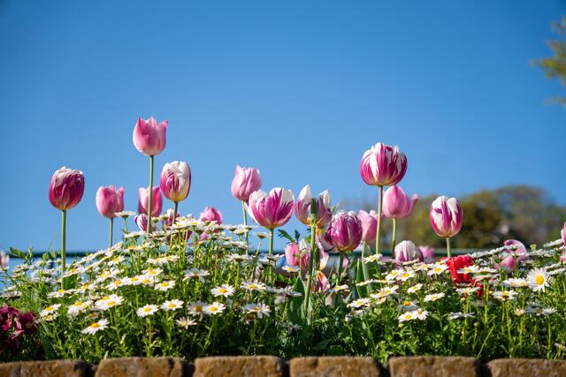 2026年4月8日の宮ケ谷公園のチューリップ