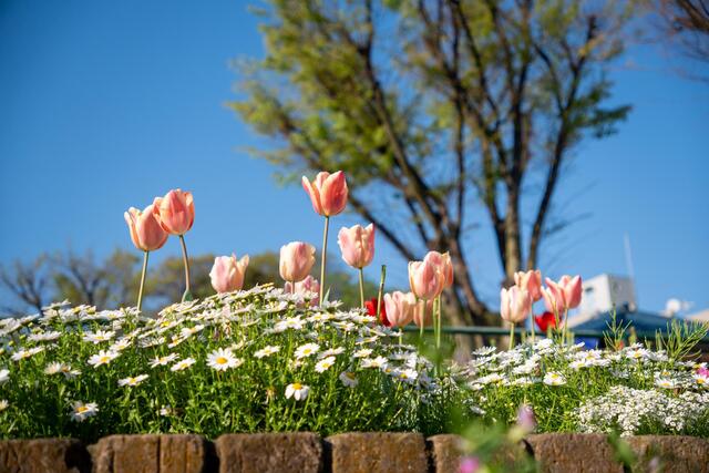 2026年4月8日の宮ケ谷公園のチューリップ