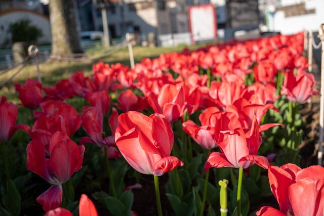 2026年4月8日の岡野公園のチューリップ