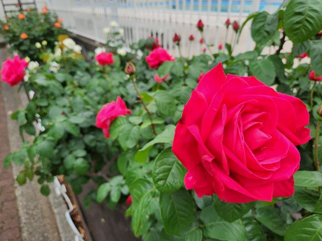 2026年4月30日の岡野公園のバラ