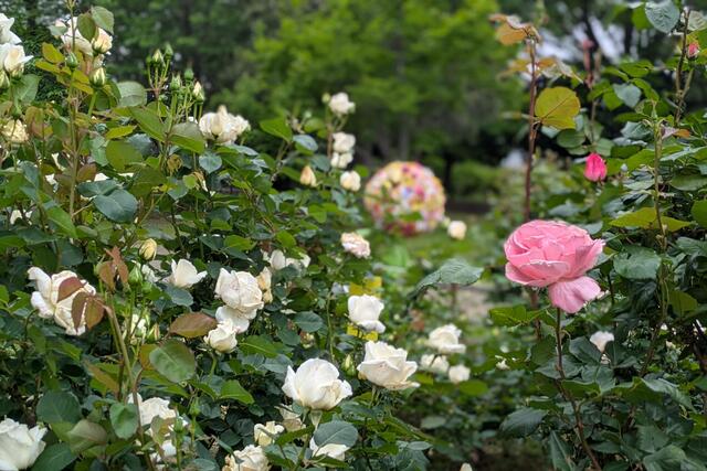 2026年4月30日の野毛山公園のバラ