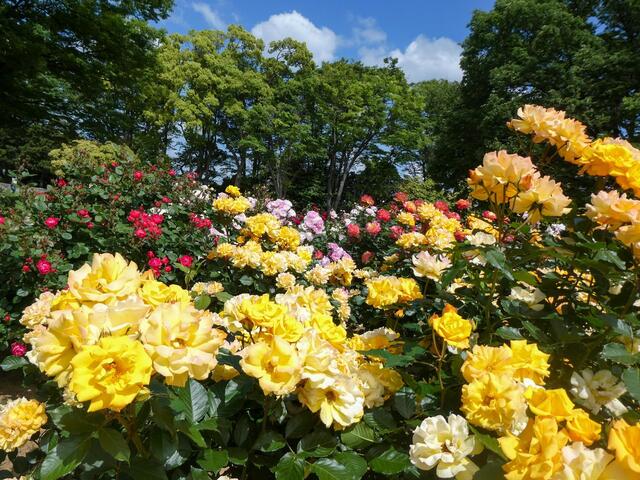 2026年５月11日の野毛山公園のバラ