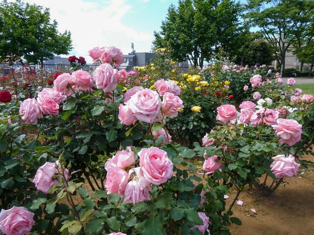 2026年５月11日の野毛山公園のバラ