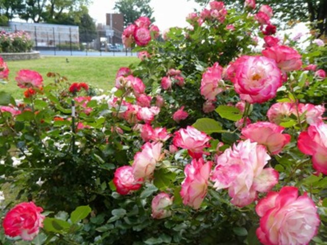 2026年５月11日の野毛山公園のバラ