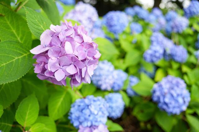 2026年６月５日の野毛山公園のあじさい