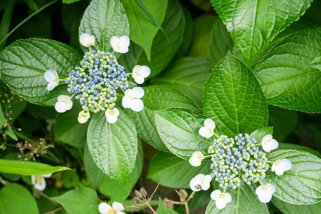 2026年６月５日の掃部山公園のあじさい
