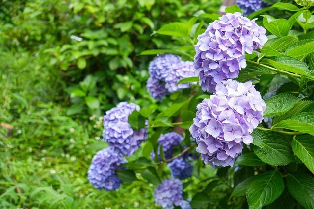 2026年６月５日の掃部山公園のあじさい