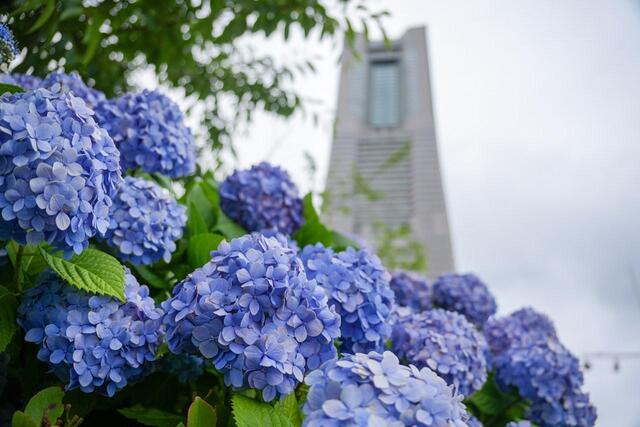 2026年６月５日の日本丸メモリアルパークのあじさい