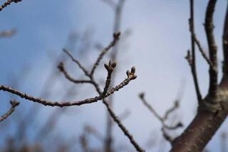 3月3日の横浜イングリッシュガーデン脇の桜つぼみの写真
