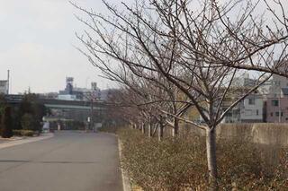 3月3日の横浜イングリッシュガーデン脇の桜つぼみの風景写真