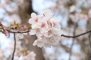 3월 3일의 카몬야마코엔(공원)(다마나와 벚꽃)