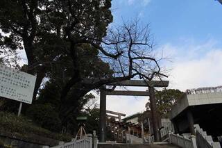 Hình ảnh đền Iseyama Kodai vào ngày 3 tháng 3