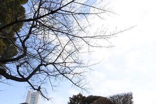 3월 3일의 이세야마황대신궁의 사진(요코하마랜드마크타워를 바란다)