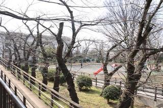 Ảnh phong cảnh công viên Nogeyama vào ngày 3 tháng 3