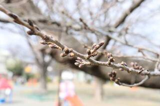 Hình ảnh nụ hoa anh đào tại công viên Nogeyama vào ngày 3 tháng 3