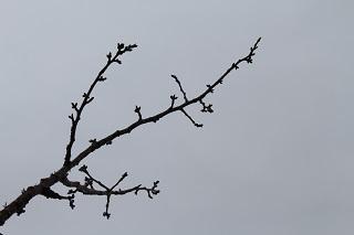 3월 8일의 요코하마 잉글리시 가든 겨드랑이의 벚꽃 봉오리의 사진