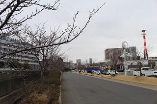 3月8日の横浜イングリッシュガーデン脇の桜つぼみの写真